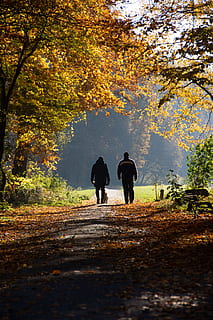 two, persons, pathway, trees, walking, human, person, plant, tree, ground, pedestrian, tree trunk, asphalt, tarmac, leaf, path, road, dirt road, gravel, forest, holding hands, hand, photo, photography, rear view, autumn, change, two people, real people, nature, togetherness, men, full length, direction, the way forward, lifestyles, women, leisure activity, adult, plant part, outdoors, couple - relationship, 5K, CC0, public domain, royalty free