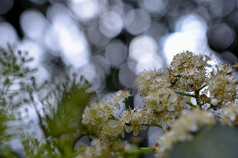 poc profund, focalitzar la fotografia, groc, blanc, flor, florir, branca, primer pla, profunditat de camp, flora, flors, arbre, planta, naturalesa, creixement, bellesa a la natura, frescor, cap gent, dia, enfocament selectiu, planta amb flors, menjar i beguda, Color blanc, a l'aire lliure, menjar, color verd, hivern, fons, pi, cap de flor, 1080P, CC0, domini públic, lliure de regalies