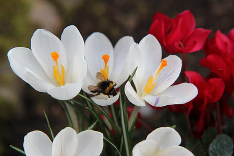 Krokus, Bourdon, Pollen, Nahrungssuche, Insekt, blühende Pflanze, Blume, Blütenblatt, Zerbrechlichkeit, Verletzlichkeit, Schönheit in der Natur, Frische, Pflanze, Blütenkopf, Wachstum, Nahansicht, Blütenstand, Tiere in freier Wildbahn, Biene, Tierthemen, wirbellos, Tierwelt, Tier, Bestäubung, keine Leute, draußen, 5K, CC0, gemeinfrei, lizenzfrei