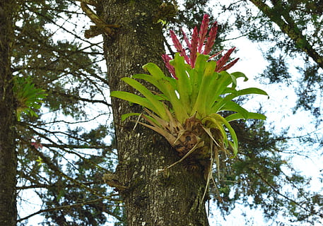la nature, forêt, arbre, tronc, plante, paysage, extérieur, feuilles, bello, parc, bois, branche, été, environnement, Voyage, Naturel, flore, botanique, printemps, croissance, tronc d'arbre, personne, faible angle de vue, journée, beauté dans la nature, couleur verte, en plein air, tranquillité, terre, partie de la plante, fraîcheur, feuille, ciel, fermer, 4K, CC0, domaine public, libre de droits
