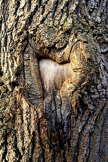arbre, tronc, tronc de l'arbre, escorça, cicatriu, arbre amb cicatrius, cor, en forma de cor, textura, marc complet, fons, aspre, escorça de la planta, primer pla, cap gent, material de fusta, patró, planta, patró natural, naturalesa, marró, dia, creixement, a l'aire lliure, efecte texturat, condició natural, 4K, CC0, domini públic, lliure de regalies