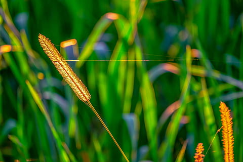 foxtail, světlo, podsvícení, slunečního světla, Jasný, večerní slunce, nálada, louka, Příroda, podzim, rostlina, růst, zelená barva, krása v přírodě, zaměřit se na popředí, detail, tráva, den, nikdo, klid, pole, stéblo trávy, přistát, venku, zemědělství, oříznutí, cereální rostlina, selektivní zaměření, 4K, CC0, veřejná doména, bez autorských práv