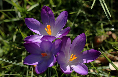 şofran, violet izvor, primăvară, flori, în aer liber, luminos, plantă, pistil, stamine, floare, planta cu flori, vulnerabilitate, fragilitate, petală, creştere, prospeţime, frumusețe în natură, Violet, inflorescenţă, cap de floare, a închide, natură, nici o persoana, iris, polen, să se concentreze asupra primelor elemente, frunze, 4K, CC0, domeniu public, fără drepturi de autor