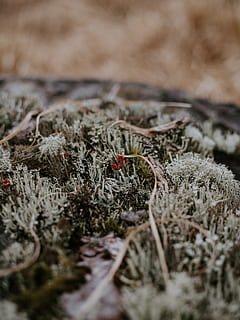 grønt græs, natur, is, udendørs, sne, frost, slange, krybdyr, dyr, plante, jord, græsarealer, Mark, arachnid, edderkop, hvirvelløse, vinter, krystal, rev, vand, ocean, selektiv fokusering, ingen mennesker, vækst, dag, tæt på, tør, mad, kold temperatur, sårbarhed, skønhed i naturen, svamp, skrøbelighed, grøntsag, champignon, overflade niveau, stick - plante del, 8K, CC0, offentligt domæne, royaltyfrie