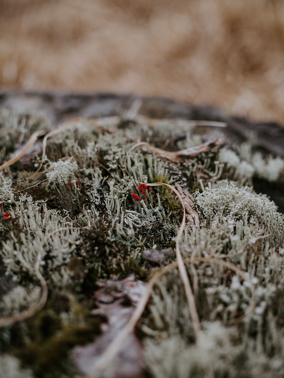 grønt græs, natur, is, udendørs, sne, frost, slange, krybdyr, dyr, plante, jord, græsarealer, Mark, arachnid, edderkop, hvirvelløse, vinter, krystal, rev, vand, ocean, selektiv fokusering, ingen mennesker, vækst, dag, tæt på, tør, mad, kold temperatur, sårbarhed, skønhed i naturen, svamp, skrøbelighed, grøntsag, champignon, overflade niveau, stick - plante del, 8K