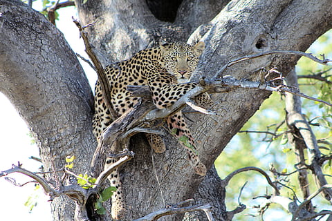 leopard, strom, dravec, volně žijících živočichů, botswana, nebezpečný, zvířat, zvíře, velká kočka, Kočkovitý, zvířata ve volné přírodě, rostlina, savec, kmen stromu, kufr, kočka, jednoho zvířete, nikdo, větev, obratlovců, Příroda, den, venku, 5K, CC0, veřejná doména, bez autorských práv
