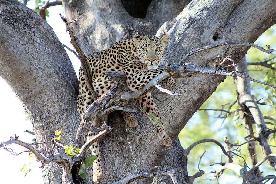 lleopard, arbre, depredador, vida salvatge, botswana, perillós, fauna animal, temes d'animals, animal, gat gran, felí, animals a la natura, planta, mamífer, tronc de l'arbre, tronc, gat, un animal, cap gent, branca, vertebrats, naturalesa, dia, a l'aire lliure, 5K