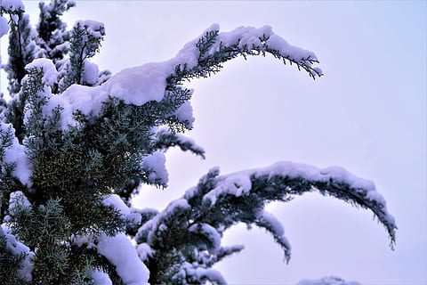 snø, vinter, tre, einer, kald, natur, landskap, trær, hvit, gren, grener, furu, skog, kaldtemperatur, anlegg, frossen, ingen folk, skjønnhet i naturen, dag, hvit farge, is, dekker, fokusere på forgrunnen, nærbilde, istapp, miljø, utendørs, furutre, ekstremt vær, nåletre, snødekte fjell, gran tre, 5K, CC0, offentlig domene, opphavsrett gratis