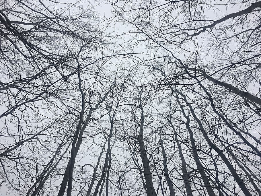 arbres, perspectiva, cel, branques, arbre, arbre nu, vista d’angle baix, branca, cap gent, planta, tranquil·litat, naturalesa, bosc, tronc de l'arbre, tronc, marc complet, creixement, dia, fons, a l'aire lliure, bellesa a la natura, terra, alta - alta, copa de l'arbre, complexitat, directament a sota, enredat, 4K