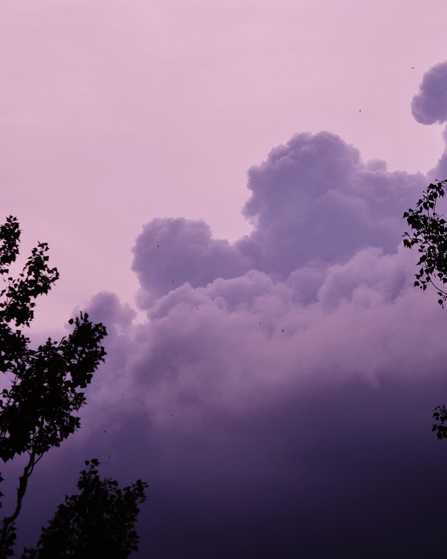 núvols, cloudscape, cel, paisatge, boira, arbres, estiu, naturalesa, vsco, fons, fons de pantalla, arbre, núvol - cel, bellesa a la natura, color rosa, planta, vista d’angle baix, cap gent, tranquil·litat, escenics - natura, escena tranquil·la, a l'aire lliure, posta de sol, silueta, creixement, idíl·lic, porpra, dia, 2K
