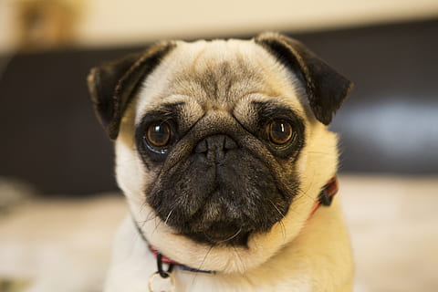 fawn pug, kæledyr, hund, dyr, hunde, pattedyr, mops, pug portræt, pug ansigt, hundehvalp, dæk, beagle, jagthund, mad, jordnøddesmør, snude, dyreliv, tiger, oppustelige, spaniel, et dyr, skød hund, indenlandske, dyre temaer, lille, portræt, husdyr, kigger på kameraet, dyr kropsdel, tæt på, hvirveldyr, ungt dyr, dyr hoved, fokus på forgrunden, ingen mennesker, renraset hund, 5K, CC0, offentligt domæne, royaltyfrie