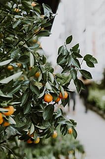 fizalis fructe, frunze, creştere, parte a plantelor, fruct, plantă, mancare si bautura, alimente, Culoarea verde, copac, mâncat sănătos, zi, natură, să se concentreze asupra primelor elemente, prospeţime, pomi fructiferi, portocal, nici o persoana, a închide, frumusețe în natură, în aer liber, portocale, copt, 5K, CC0, domeniu public, fără drepturi de autor