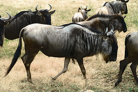 seis animais marrons, mamífero, animais selvagens, grupo de animais, temas animais, animal, animais domésticos, campo, vertebrado, terra, dia, gnu, pecuária, natureza, pets, animais em estado selvagem, doméstico, herbívoro, de pé, luz solar, plantar, ao ar livre, ninguém, rebanho, 5K, CC0, domínio público, royalty free