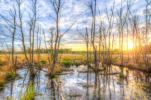 golden, hour photography, bare, trees, clouds, grass, hdr, idyllic, landscape, nature, reflection, scenic, season, sky, sun, sunny, sunset, swamp, twigs, water, woods, tranquility, no people, plant, tranquil scene, tree, cloud - sky, scenics - nature, lake, wetland, beauty in nature, environment, outdoors, land, forest, non-urban scene, 5K, CC0, public domain, royalty free