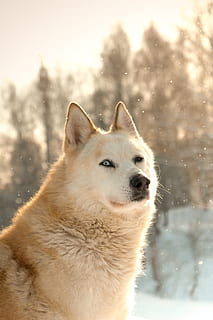 beige ulv, dyr, hund, pattedyr, kæledyr, hunde, husky, natur, ulv, hvid hund, sne, vinter, udendørs, Skov, rød ulv, eskimo hund, storm, hundehvalp, snestorm, prærieulv, snude, et dyr, kold temperatur, husdyr, fokus på forgrunden, indenlandske, dyre temaer, leder, hvirveldyr, kigger væk, sner, dag, ingen mennesker, 4K, CC0, offentligt domæne, royaltyfrie