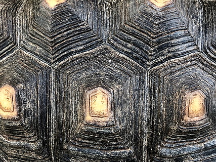wallpaper, nature, shell, pattern, circles, design, turtle, tortoise, symmetry, black, white, tan, line, edge, background, animal, macro, closeup, full frame, backgrounds, no people, wood - material, close-up, architecture, textured, built structure, indoors, old, day, shape, wall - building feature, weathered, geometric shape, rough, ceiling, 4K, CC0, public domain, royalty free