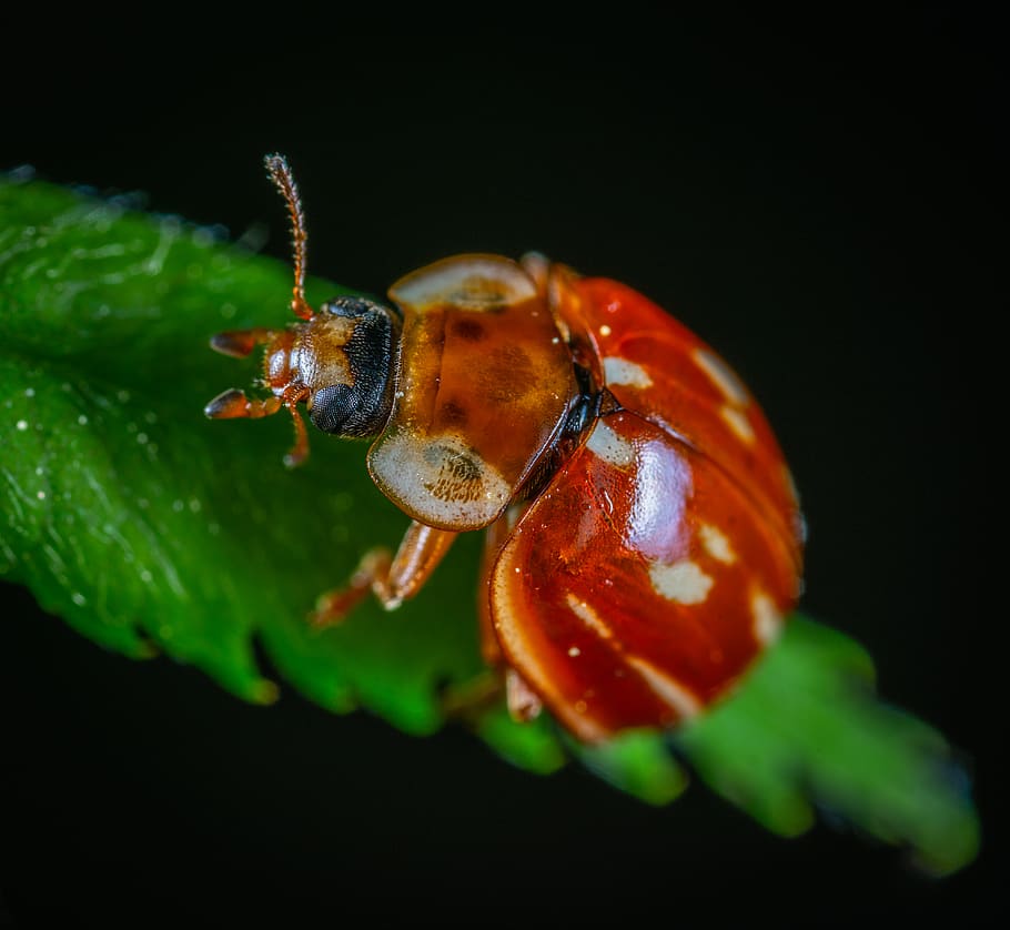 error, fotografia de primer pla, escarabat, insecte, marieta, poc, macro, fauna animal, invertebrat, temes d'animals, animal, animals a la natura, un animal, primer pla, fons negre, cap gent, vermell, tir de l'estudi, enfocament selectiu, planta, naturalesa, part del cos dels animals, nit, bellesa a la natura, centrar-se en primer pla, 5K