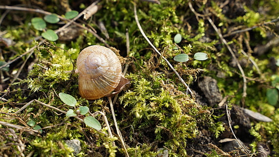 Schale, Hintergrund, Makro, Spiral-, Natur, Tierwelt, wunderschönen, Umgebung, Wald, Schnecke, Kunst, Frühling, Land, Garten, Farbe, Weichtiere, bunt, Landschnecke, Grün, wild, geschützt, selten, Pflanze, Wachstum, Nahansicht, Weichtier, Tag, Pilz, keine Leute, Feld, Gastropode, Tierhülle, Baum, Tier, Lebensmittel, Schönheit in der Natur, draußen, 5K, CC0, gemeinfrei, lizenzfrei
