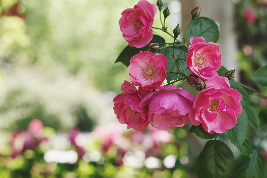 Japó, planta amb flors, flor, planta, vulnerabilitat, fragilitat, bellesa a la natura, color rosa, frescor, pètal, primer pla, creixement, centrar-se en primer pla, naturalesa, inflorescència, dia, cap de flor, cap gent, rosa, a l'aire lliure, parc, primavera, 4K