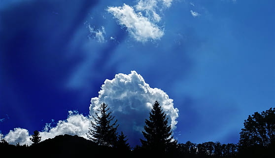 panoramico, vista, nuvole, retroilluminato, cielo blu, nuvolosità, Cloudscape, ambiente, alto, idilliaco, natura, scenario, ombra, cielo, alberi, nuvola - cielo, albero, pianta, bellezza nella natura, scenics - natura, blu, scena tranquilla, la tranquillità, nessuno, Inquadratura dal basso, giorno, foresta, all'aperto, scena non urbana, crescita, Pino, terra, albero di conifere, cima dell'albero, abete, 5K, CC0, dominio pubblico, privo di copyright