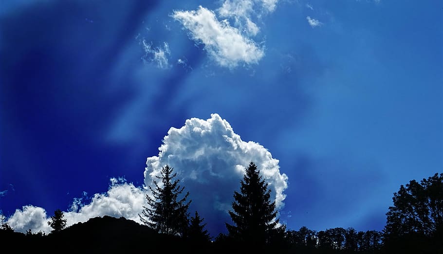panoramico, vista, nuvole, retroilluminato, cielo blu, nuvolosità, Cloudscape, ambiente, alto, idilliaco, natura, scenario, ombra, cielo, alberi, nuvola - cielo, albero, pianta, bellezza nella natura, scenics - natura, blu, scena tranquilla, la tranquillità, nessuno, Inquadratura dal basso, giorno, foresta, all'aperto, scena non urbana, crescita, Pino, terra, albero di conifere, cima dell'albero, abete, 5K