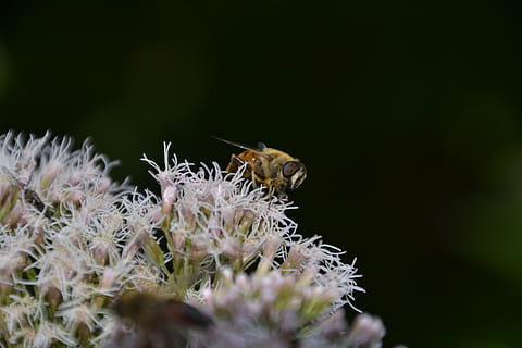 insecte, volar, naturalesa, hoverfly, bluebottle, planta, flor, florir, primer pla, abella, cap, ull, món animal, negre, rosa, invertebrat, animals a la natura, fauna animal, temes d'animals, animal, un animal, bellesa a la natura, enfocament selectiu, planta amb flors, fragilitat, vulnerabilitat, creixement, cap gent, frescor, cap de flor, a l'aire lliure, polinització, pol·len, 4K, CC0, domini públic, lliure de regalies