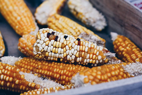 blat de moro, negre, superfície, vegetals, cob, nucli, blat de moro dolç, menjar, groc, taronja, caure, collita, agricultura, orgànic, naturalesa, blat de moro - cultiu, frescor, madur, menjar vegetarià, estiu, fons, alimentació saludable, primer pla, cultiu, granja, crispetes de blat de moro, llavor, aliments crus, planta de cereals, closca, 4K, CC0, domini públic, lliure de regalies