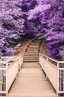 di legno, ponte, scala, viola, alberi, passaggi, albero, foresta, bosco, foglia, le foglie, le scale, natura, all'aperto, escursione, prospettiva, parco, vivace, colore, legna, legno - materiale, fiore, pianta, sentiero, estate, primavera, ponte - struttura fatta dall'uomo, nessuno, stagione, blu, bellezza nella natura, giardino formale, architettura, colore rosa, fiorire, paesaggio, Paesaggi, parco - spazio creato dall'uomo, 5K, CC0, dominio pubblico, privo di copyright