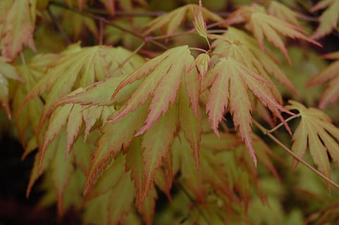 sai, árvore, natureza, outono, Primavera, vermelho, amarelo, plantar, crescimento, fechar-se, beleza na natureza, foco seletivo, ninguém, cor verde, parte da planta, folha, dia, tranquilidade, focar em primeiro plano, ao ar livre, ramo, terra, Pinheiro, fragilidade, vulnerabilidade, árvore conífera, 2K, CC0, domínio público, royalty free