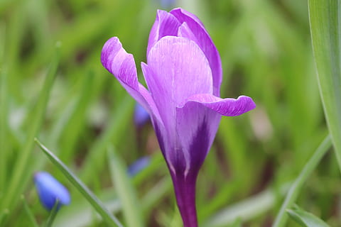 crocus, individuellement, printemps, Lenz, début de floraison, violet, jardin, champ, fleurs, fleur, Floraison, de plein air, fermer, crocus de printemps, annonciateur du printemps, la nature, Frühlingsanfang, fleur mauve, schwertlilie gewaechs, plante à fleurs, plante, beauté dans la nature, vulnérabilité, fragilité, fraîcheur, pétale, croissance, inflorescence, tête de fleur, personne, journée, iris, se concentrer sur le premier plan, 5K, CC0, domaine public, libre de droits