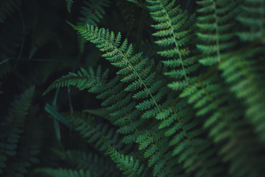 mělký, zaostřovací fotografie, zelená, rostlin, kapradina, list, listy, zastavit, rostlina, Příroda, botanický, detailní, temný, hora, cestovat, les, strom, zelená barva, detail, pozadí, růst, svěžest, vějířovitý, letní, venku, makro, krása v přírodě, vzor, svěží zeleň, životní prostředí, botanika, nikdo, abstraktní, kapradí, větev, deštný prales, tropické klima, keř, texturou, 5K