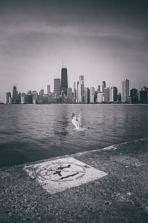Ave volando, arquitectura, en blanco y negro, blanco y negro, edificios, ciudad, paisaje urbano, céntrico, horizonte, rascacielos, urbano, exterior del edificio, estructura construida, agua, edificio, cielo, edificio de oficinas exterior, naturaleza, horizonte urbano, paisaje, día, altura maxima, mar, al aire libre, oficina, una persona, 8K, CC0, dominio público, libre de derechos