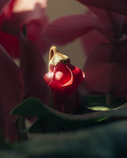 flor roja, planta, flor, pétalo, animal, vida marina, invertebrado, geranio, abeja, avispa, andrena, avispón, insecto, pájaro, humano, persona, Rosa, polen, brote, frescura, de cerca, planta floreciendo, belleza en la naturaleza, rojo, comida, naturaleza, fragilidad, vulnerabilidad, enfoque selectivo, nadie, comida y bebida, inflorescencia, participación, cabeza de flor, flor rosa, 4K, CC0, dominio público, libre de derechos