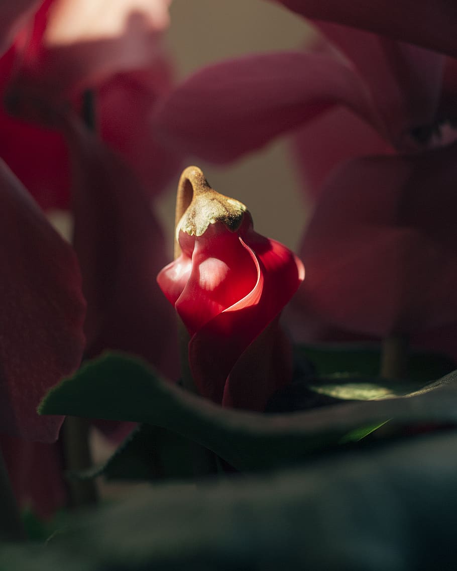 flor roja, planta, flor, pétalo, animal, vida marina, invertebrado, geranio, abeja, avispa, andrena, avispón, insecto, pájaro, humano, persona, Rosa, polen, brote, frescura, de cerca, planta floreciendo, belleza en la naturaleza, rojo, comida, naturaleza, fragilidad, vulnerabilidad, enfoque selectivo, nadie, comida y bebida, inflorescencia, participación, cabeza de flor, flor rosa, 4K