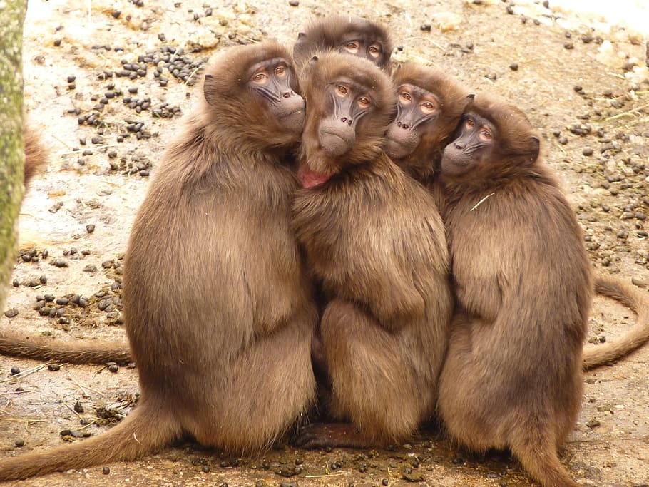 cinc, mico, agrupat, junts, a l'aire lliure, durant el dia, animals, bonic, micos, animal, temes d'animals, grup d’animals, primat, mamífer, fauna animal, animal jove, animals a la natura, unió, vertebrats, dos animals, assegut, família d’animals, cap gent, dia, cura, babuí, 4K