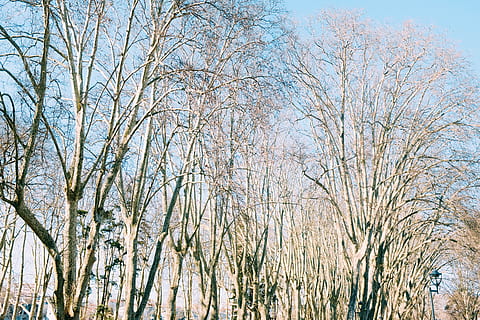 alberi senza foglie marroni, erba, pianta, vegetazione, albero, foresta, bosco, all'aperto, natura, terra, boschetto, ghiaccio, la neve, prato, brina, cespuglio, betulla, cortile, parco, canna, scenario, giallo, sfondi, strutturato, carta, fotogramma intero, nessuno, astratto, modello, avvicinamento, colore vibrante, primo piano estremo, copia spazio, effetto strutturato, colore verde, Colore bianco, tessile, macro, ornato, vuoto, illuminata, 5K, CC0, dominio pubblico, privo di copyright