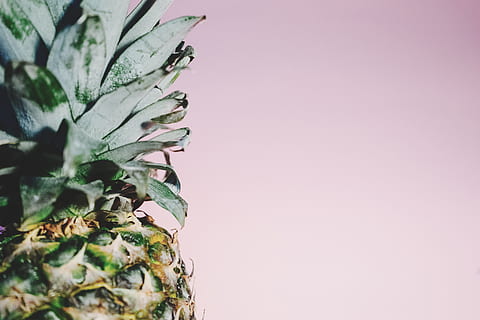pineapple, dessert, appetizer, fruit, juice, crop, plant, copy space, no people, growth, indoors, studio shot, green color, nature, leaf, close-up, plant part, beauty in nature, colored background, freshness, wall - building feature, food, tree, day, vulnerability, 5K, CC0, public domain, royalty free