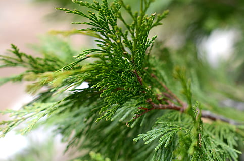 plante, træ, nåletræ, fyrretræ, gran, abies, lærk, krydderi, mad, dild, mos, bregne, vegetation, taks, potteplante, vase, krukke, plantageejer, keramik, grøn farve, tæt på, selektiv fokusering, vækst, natur, ingen mennesker, skønhed i naturen, blad, plante del, dag, nål - plante del, afdeling, udendørs, fokus på forgrunden, Pinaceae, 4K, CC0, offentligt domæne, royaltyfrie
