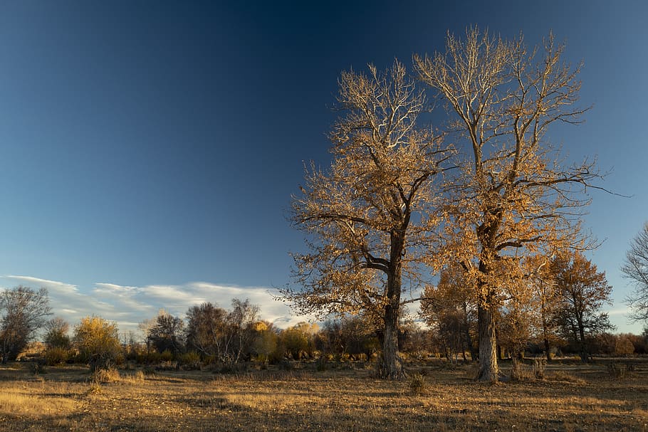 dos arbres de fulles marrons, planta, arbre, tronc de l'arbre, naturalesa, a l'aire lliure, abies, avet, herba, paisatge, sòl, edifici, habitatge, camp, pastures, carretera, grava, Carretera bruta, casa, maple, tardor, tranquil·litat, cel, terra, medi ambient, bellesa a la natura, escenics - natura, escena tranquil·la, escena no urbana, dia, cap gent, blau, cel clar, canvi, 5K