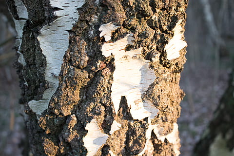 træ, bark, birk, tekstureret, bagagerum, træstamme, ru, tæt på, ingen mennesker, natur, fokus på forgrunden, dag, træ - materiale, selektiv fokusering, udendørs, klippe, plante, ro, skønhed i naturen, mønster, plantebark, tekstureret effekt, naturlig tilstand, 5K, CC0, offentligt domæne, royaltyfrie