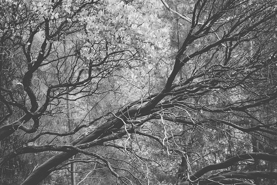 fotografia en escala de grisos, arbre, branques, planta, branca, tranquil·litat, bosc, cap gent, bellesa a la natura, terra, arbre nu, naturalesa, dia, escenics - natura, escena tranquil·la, a l'aire lliure, escena no urbana, creixement, tronc de l'arbre, tronc, medi ambient, copa de l'arbre, 1080P