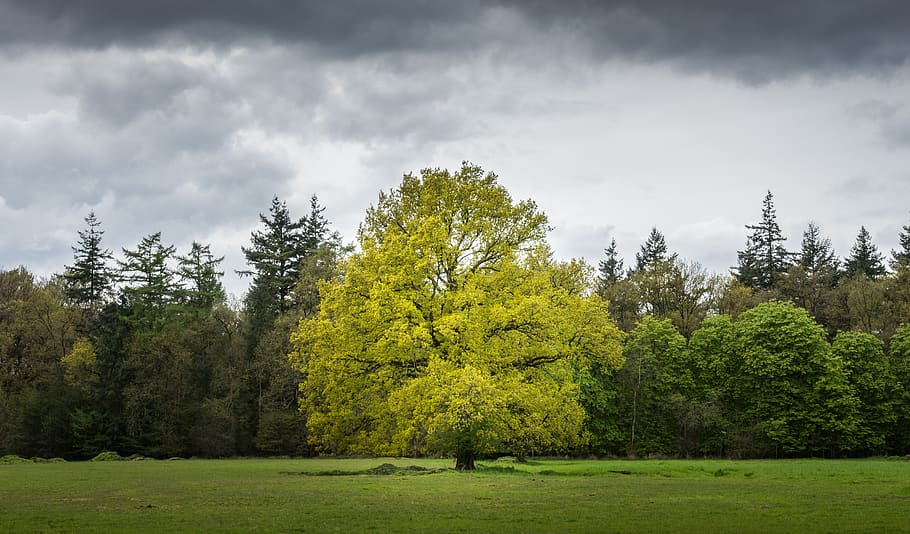 núvol, cel, arbre, planta, naturalesa, paisatge, verd, herba, gespa, parc infantil, camp, bellesa a la natura, color verd, terra, creixement, escena tranquil·la, tranquil·litat, núvol - cel, escena no urbana, escenics - natura, dia, bosc, tardor, medi ambient, cap gent, a l'aire lliure, canvi, arbre de coníferes, 5K