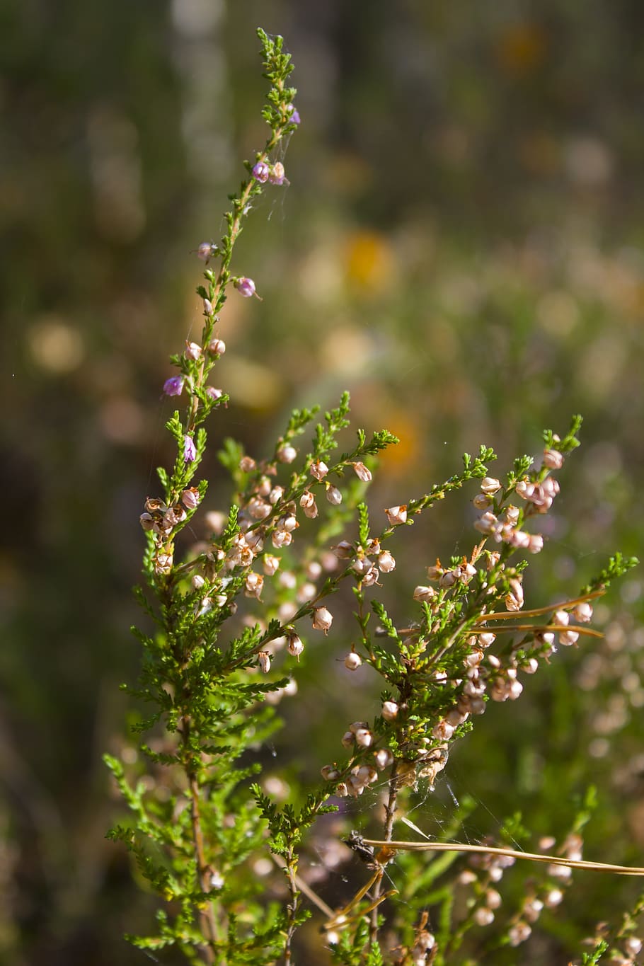bruc, herba, paisatge, macro, naturalesa, bosc, planta, creixement, bellesa a la natura, flor, planta amb flors, vulnerabilitat, fragilitat, frescor, cap gent, dia, centrar-se en primer pla, primer pla, enfocament selectiu, tranquil·litat, a l'aire lliure, color verd, arbre, color rosa, llum solar, 4K