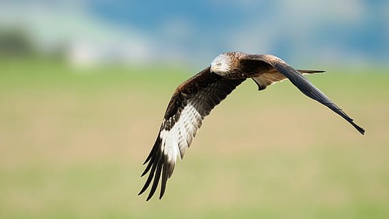 skyhøje ørn, dyr, dyre temaer, fugl, dyreliv, et dyr, hvirveldyr, dyr i naturen, fokus på forgrunden, flyvende, rovfugl, spredte vinger, ingen mennesker, dag, natur, dyr kropsdel, sidebillede, fuld længde, udendørs, Midt i luften, bevægelse, falk - fugl, profilvisning, 4K, CC0, offentligt domæne, royaltyfrie