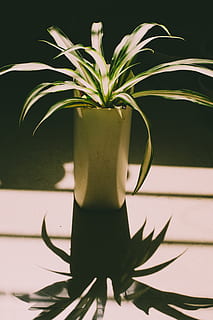 Grün, linear, blätterte, Pflanze, wunderschönen, botanisch, Farbe, Tageslicht, Dekoration, zart, disjunkt, Flora, Frische, Garten, Gras, Wachstum, Zimmerpflanze, Blätter, Topf, Schatten, Sommer-, tropisch, Vase, Holz, Pflanzenteil, Blatt, Natur, keine Leute, Topfpflanze, Nahansicht, Tabelle, grüne Farbe, drinnen, Stillleben, Fokus auf den Vordergrund, Baum, Sonnenlicht, Schönheit in der Natur, Tag, Ananas, Blumentopf, 5K, CC0, gemeinfrei, lizenzfrei