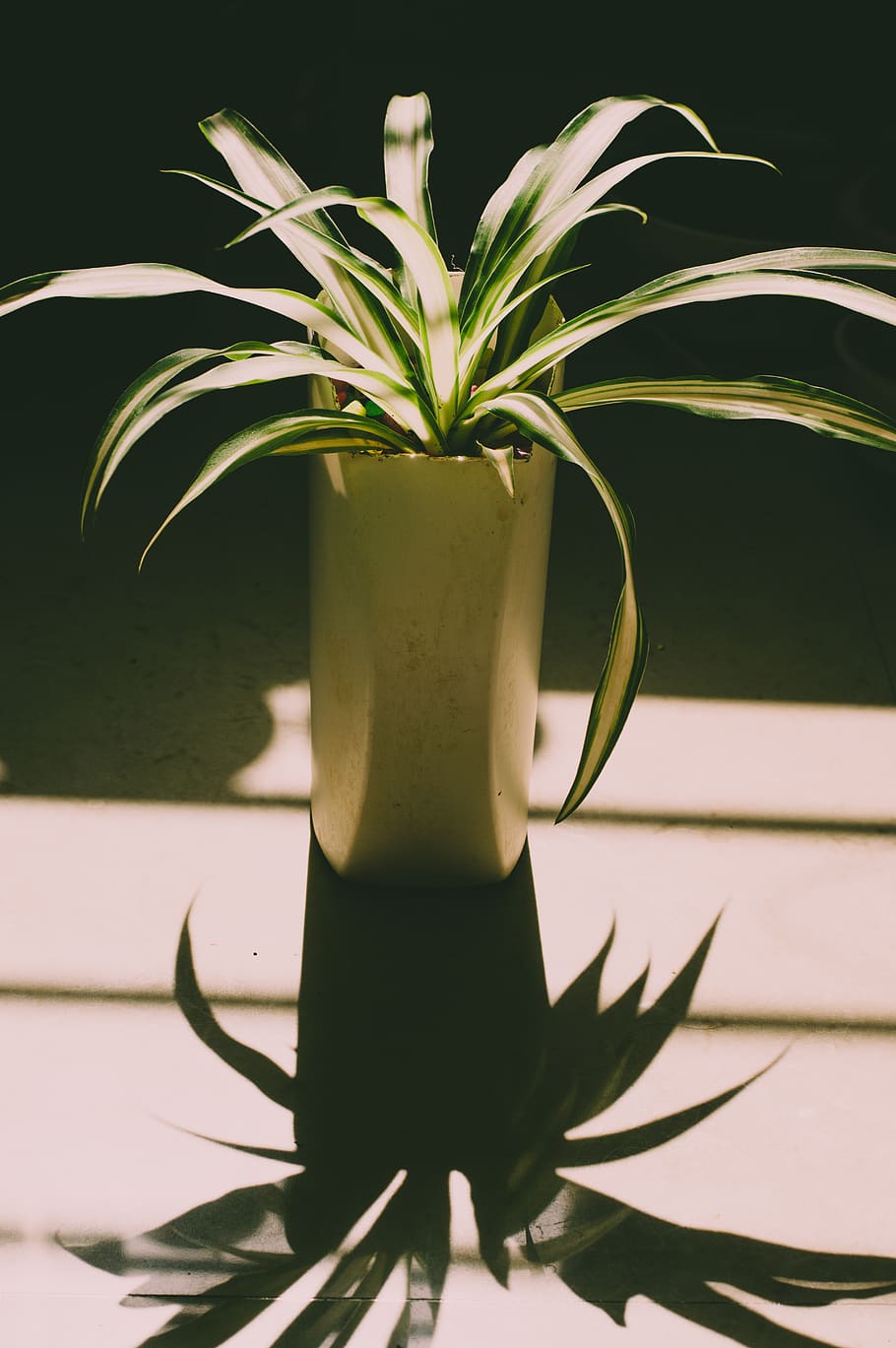 verd, lineal, fulles, planta, bonic, botànic, color, la llum del dia, decoració, delicada, disjunt, flora, frescor, jardí, herba, creixement, planta d'interior, olla, ombra, estiu, tropical, gerro, fusta, part de la planta, full, naturalesa, cap gent, planta en test, primer pla, taula, color verd, a l'interior, natura morta, centrar-se en primer pla, arbre, llum solar, bellesa a la natura, dia, pinya, test de flor, 5K