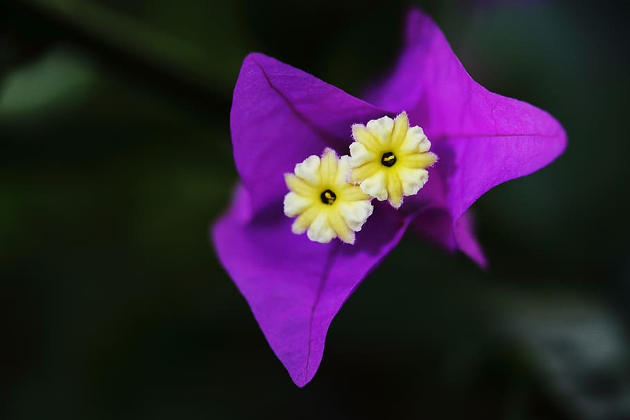 blomst, lilla, makro, forår, plante, natur, blomstrende, sommer, naturlig, smuk, farve, skønhed, nuværende sæson, lyserød, have, blade, botanisk, frø, chan, miljømæssige, frisk, blomstrende plante, friskhed, kronblad, skrøbelighed, sårbarhed, blomsterstand, blomsterhoved, skønhed i naturen, tæt på, vækst, pollen, ingen mennesker, fokus på forgrunden, gul, selektiv fokusering, botanik, udendørs, renhed, 4K