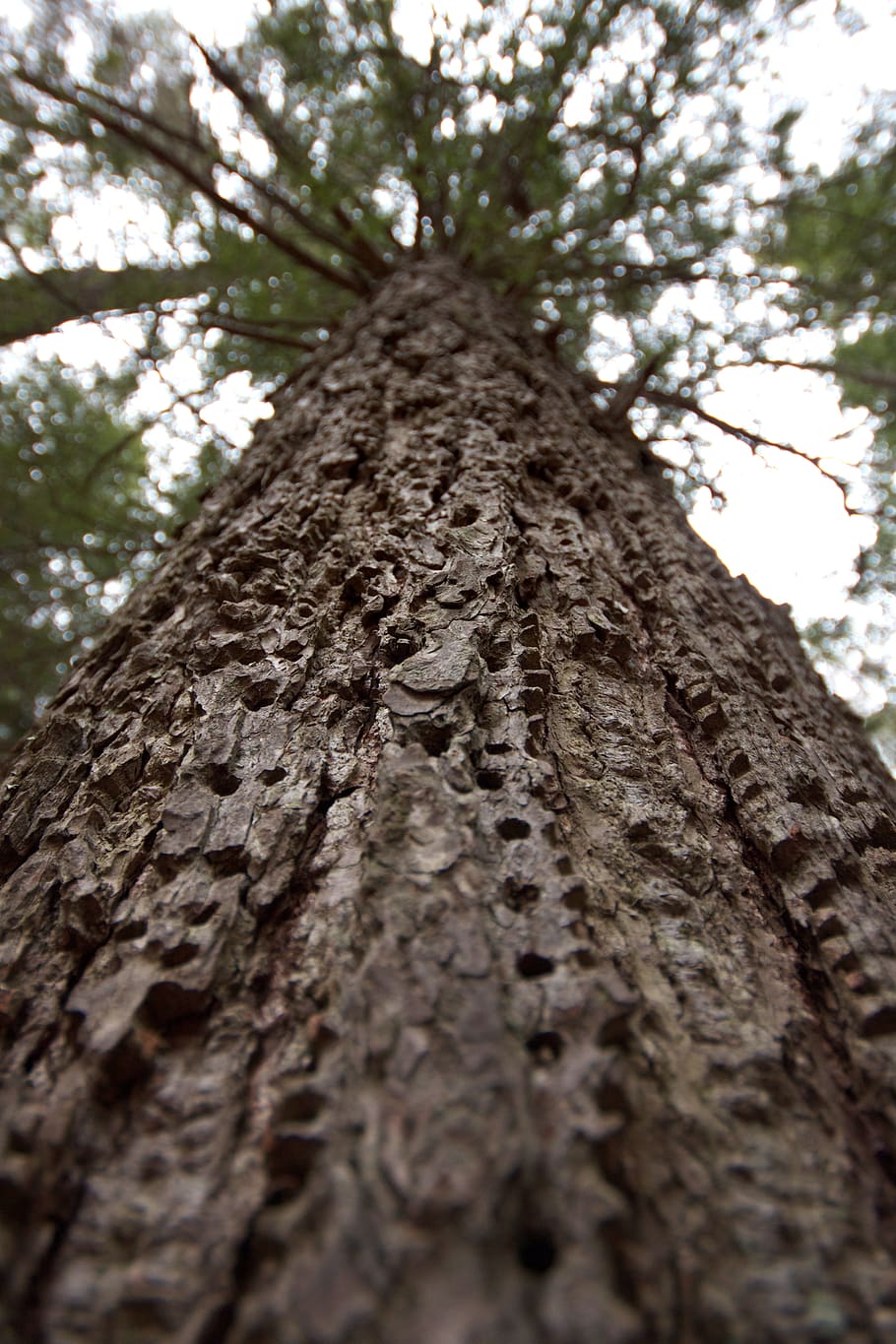 bokeh shot, tronc de l'arbre, arbre, tronc, vista d’angle baix, textura, planta, enfocament selectiu, naturalesa, aspre, escorça, escorça de la planta, cap gent, creixement, a l'aire lliure, primer pla, dia, material de fusta, bosc, patró, branca, directament a sota, efecte texturat, copa de l'arbre, 4K