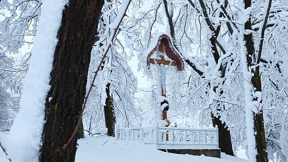winter, cold, snow, zing, christmas, cristianity, cold temperature, tree, tree trunk, trunk, nature, plant, white color, no people, day, wood - material, covering, beauty in nature, land, field, outdoors, representation, art and craft, 4K, CC0, public domain, royalty free