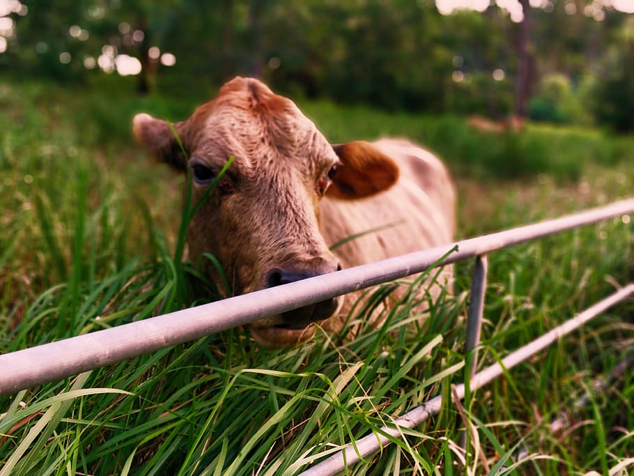 hnědý, dobytek, brána, zvíře, kráva, pole, dívej se, plot, tráva, les, fauna, tvář, hovězí, hospodařit, sama, savec, býk, květ, rostlina, flóra, domácí, domácí mazlíčci, domácí zvířata, zvířat, hospodářských zvířat, obratlovců, jednoho zvířete, přistát, domácí dobytek, Příroda, den, nikdo, zelená barva, venku, zvířecí hlavy, býložravý, 4K